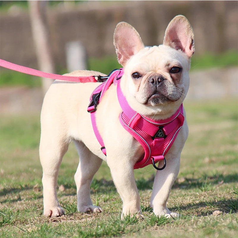 harnais pour chien rose