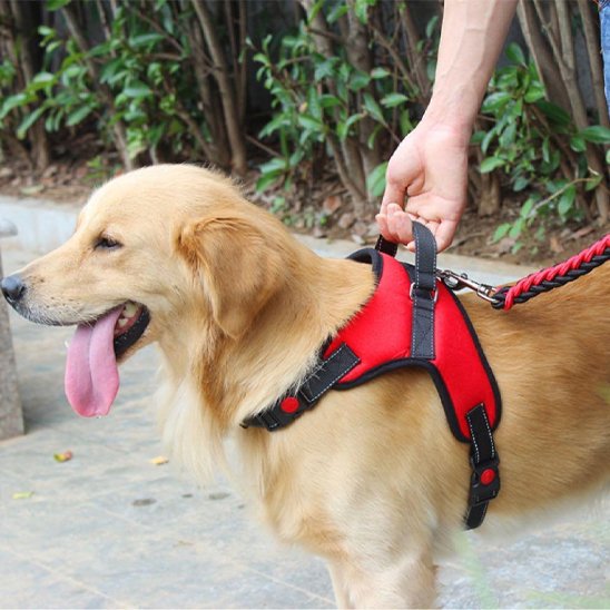 Harnais pour chien rouge confort resistant