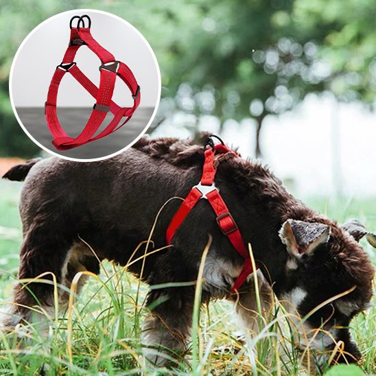 Harnais pour chien rouge obtimal