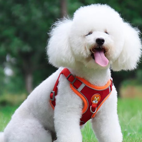 Harnais pour chien rouge