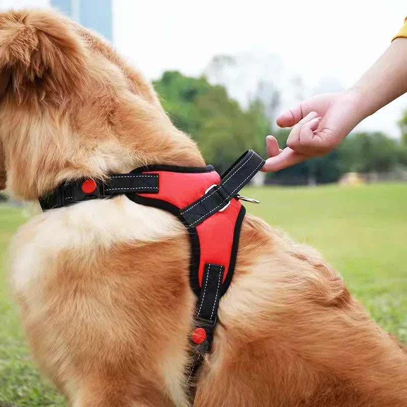 harnais pour rouge chien