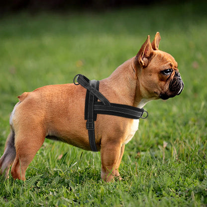 herbe harnais chien anti traction