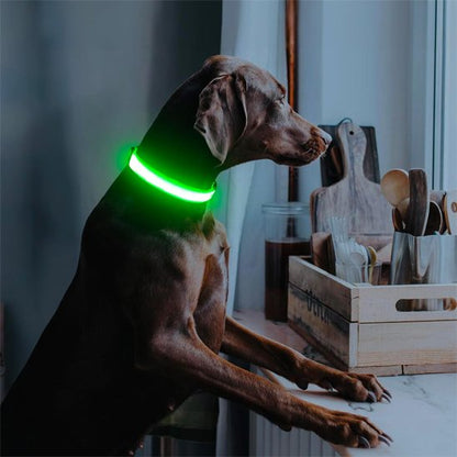 labrador Colliers lumineux pour chiens vert
