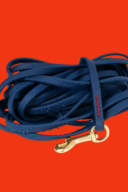 laisse bleu chien