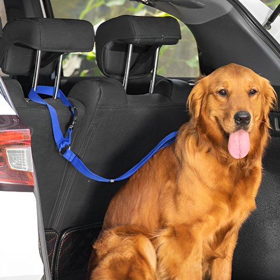 Laisse chien Ultra-Résistante bleu