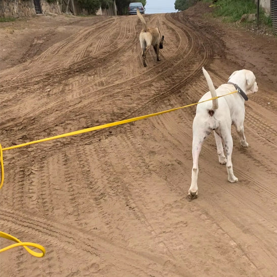 laisse chien jaune