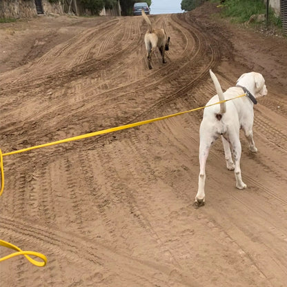 laisse chien jaune