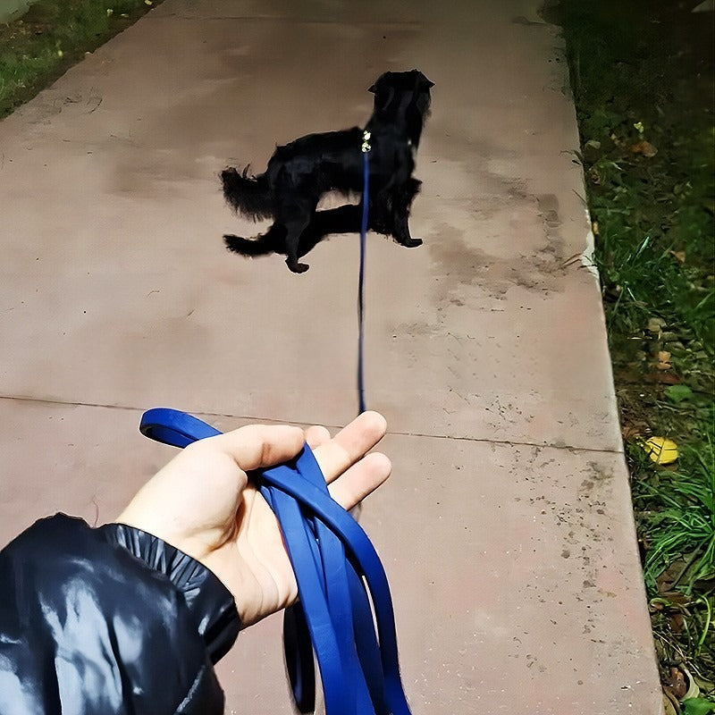 laisse chien nuit bleu