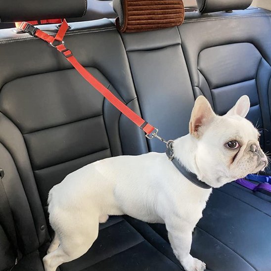 Laisse chien rouge Ultra-Résistante