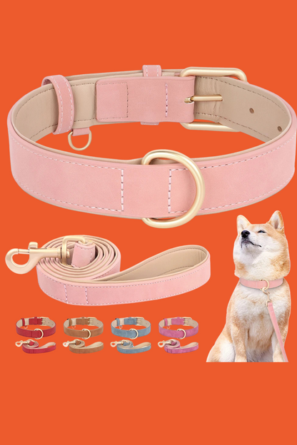 laisse collier plusieur couleur