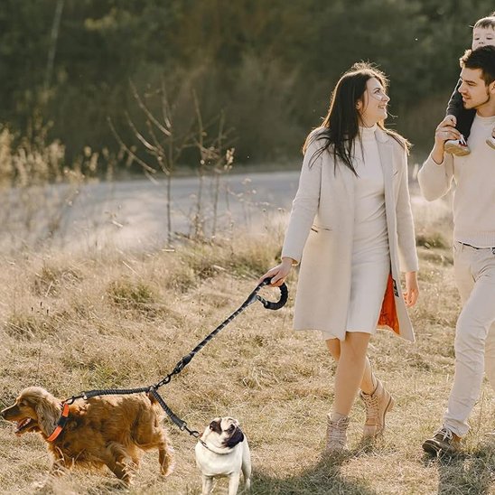 Laisse double gris pour chien