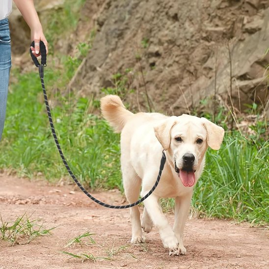Laisse double pour chien noir