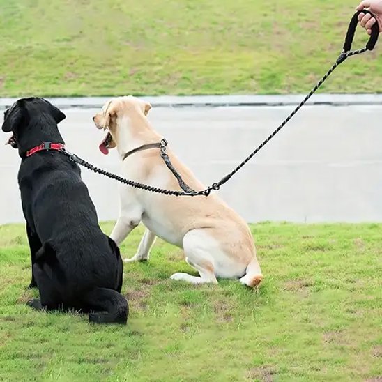 Laisse double pour gris chien