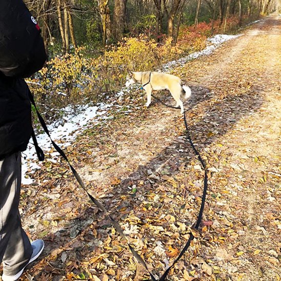 Laisse pour chien Robuste et Confortable