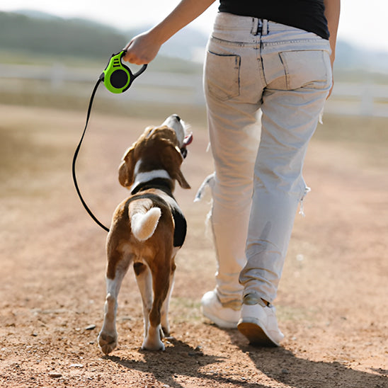laisse pour chien au pied