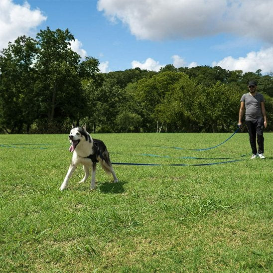 Laisse pour chien bleu Résistante et Confortable