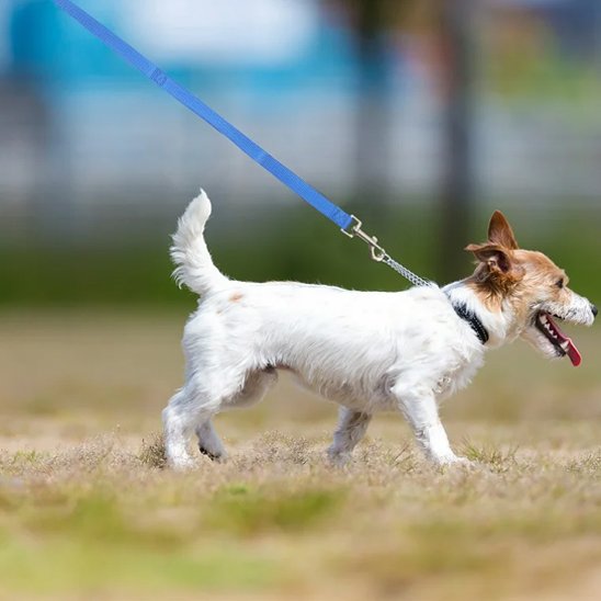 Laisse pour chien bleu Robuste et Confortable