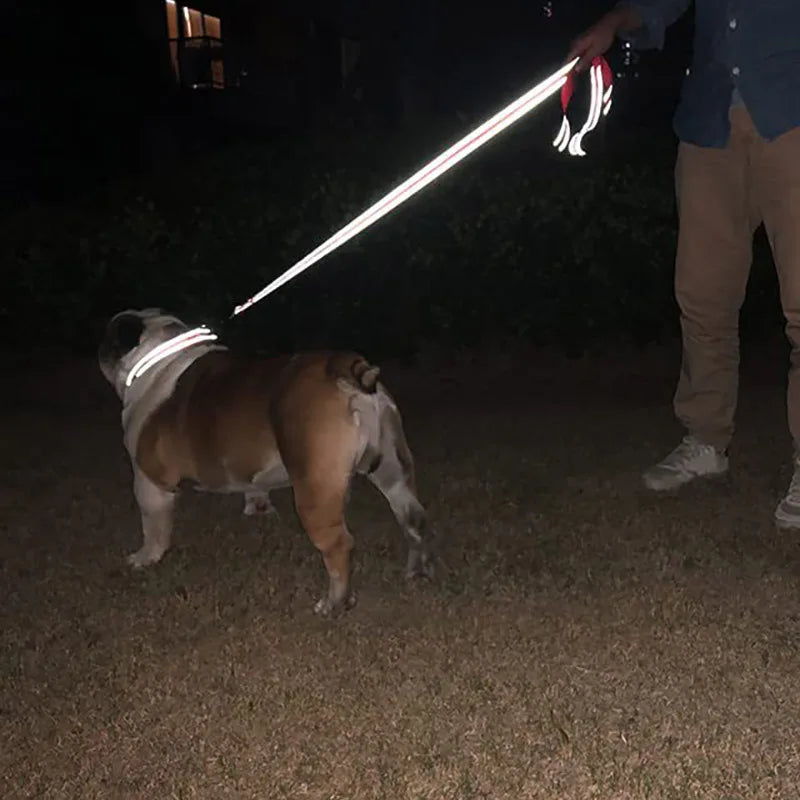 laisse pour chien fluorescent