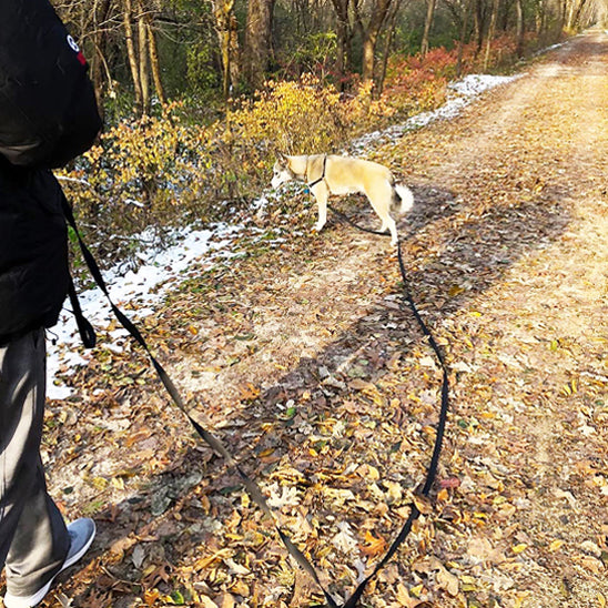 laisse pour chien foret nature