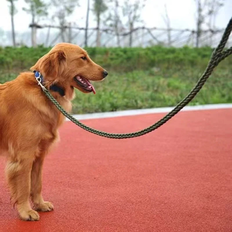 laisse pour chien golden 