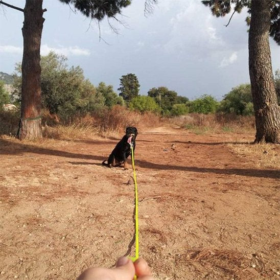 Laisse pour chien jaune Résistante et Confortable