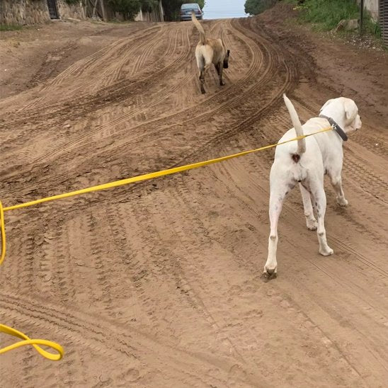 Laisse pour chien jaune