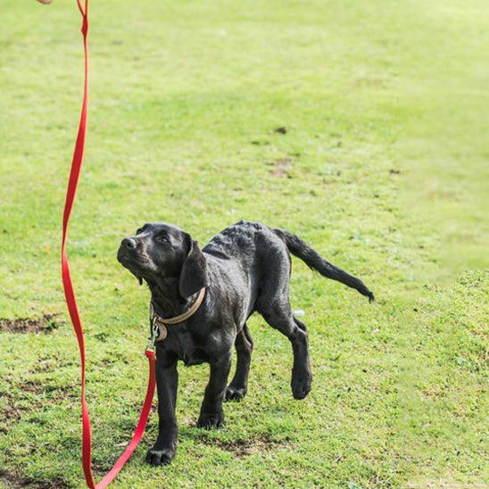 laisse pour chien pelouse attentif