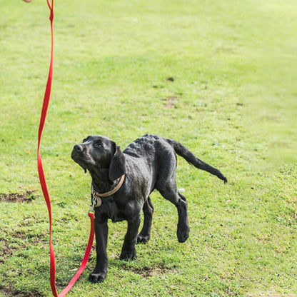 laisse pour chien pelouse attentif