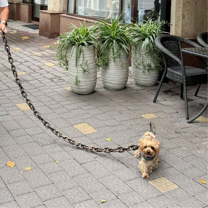 longe chien avec maitre