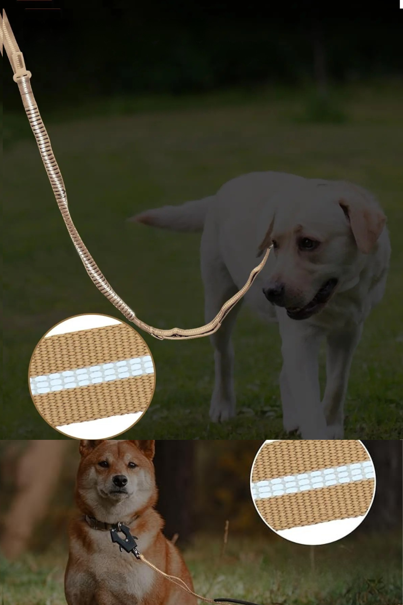 longe pour chien toutouinc