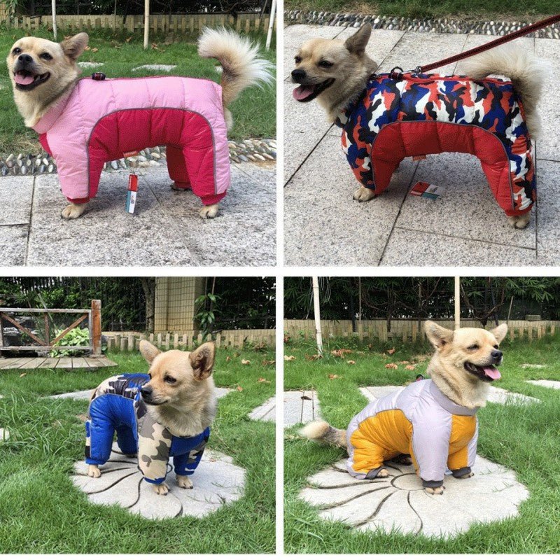 manteau chien