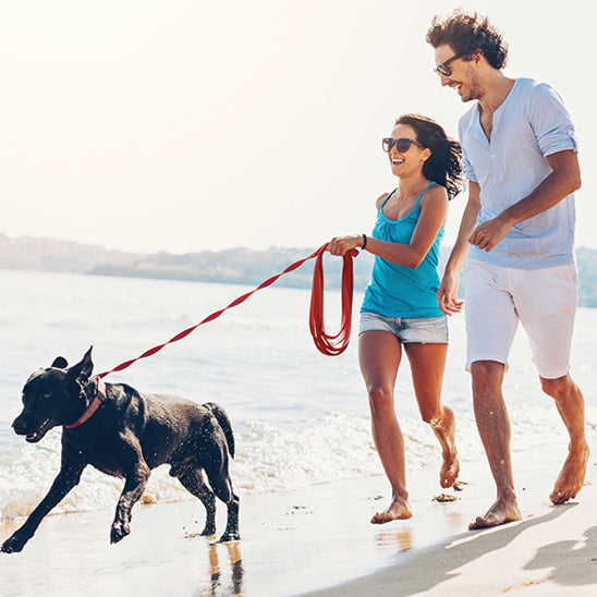 mer plage laisse chien 