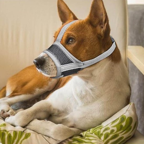 Muselière pour chien gris
