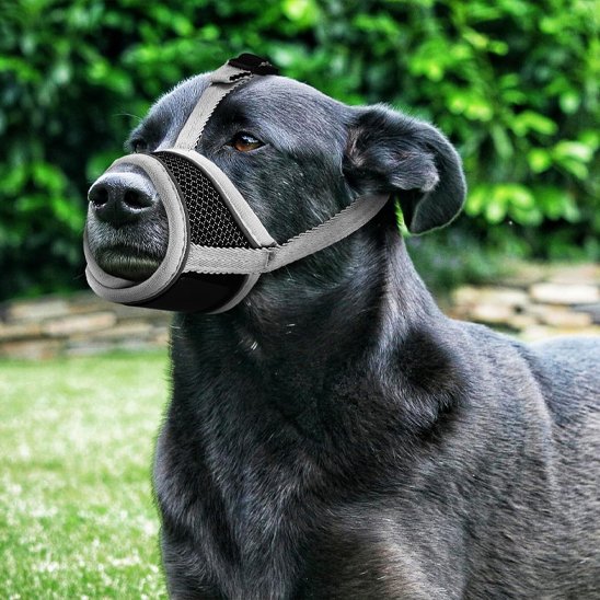 Muselière pour chien