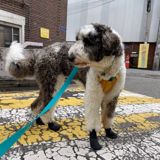 noir-Chaussures chien noir
