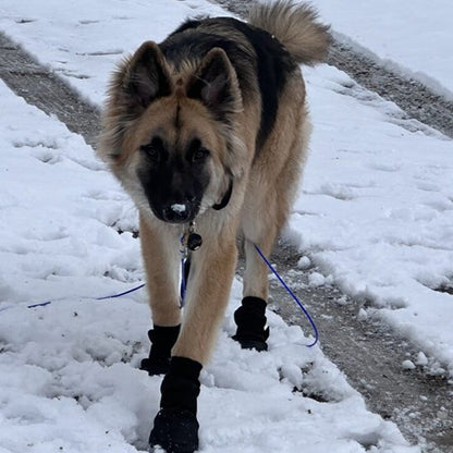 noir Chaussures chien 