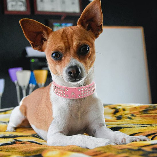 noir Collier pour chien Résistant et Ajustable