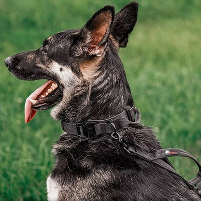 noir Collier pour chien confort