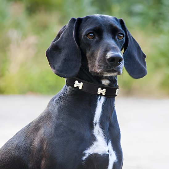 noir Collier pour chien noir Résistant et Confortable