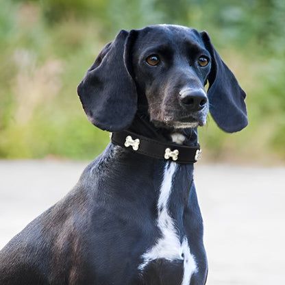 noir Collier pour chien noir Résistant et Confortable