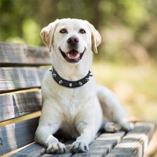 noir Collier pour chien
