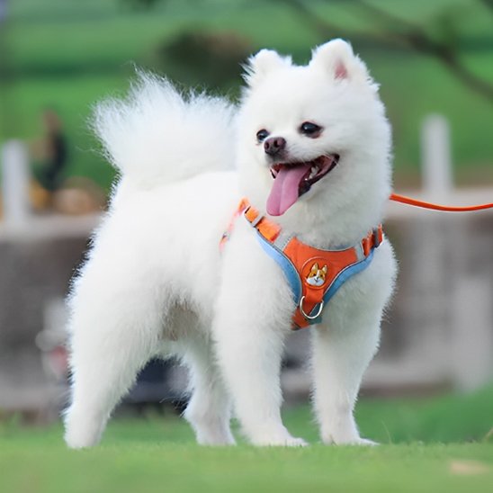 orange bleu Harnais pour chien