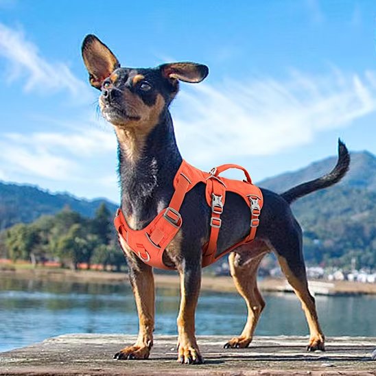 orange Harnais pour chien