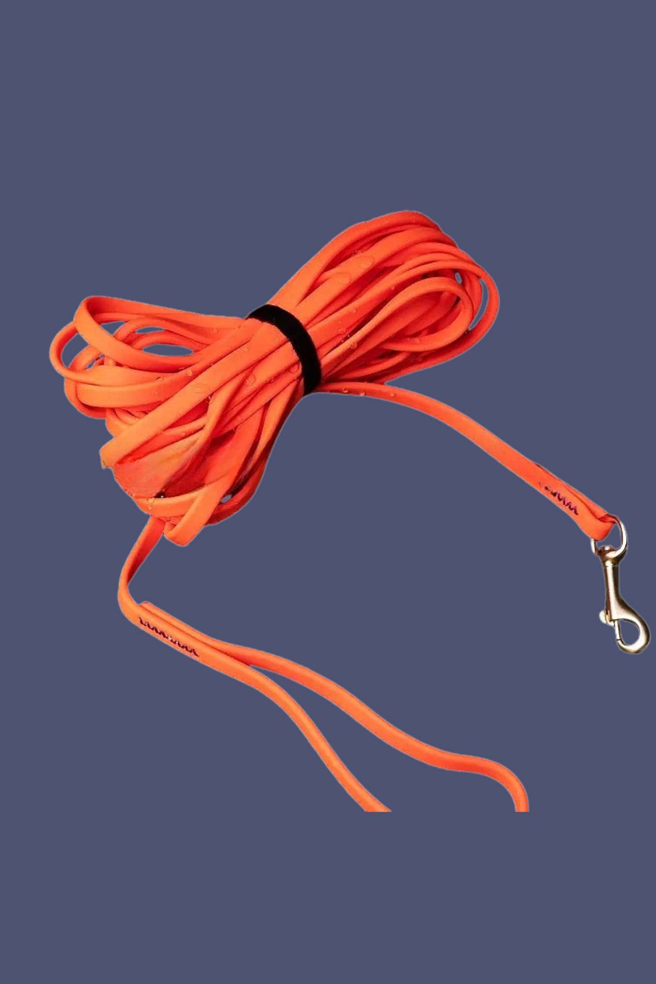 orange laisse chien 