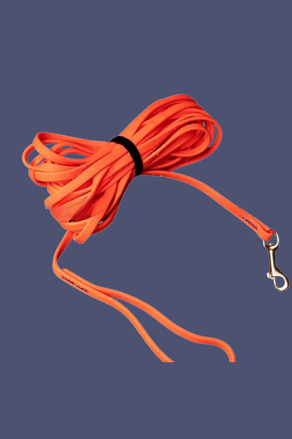 orange laisse chien 