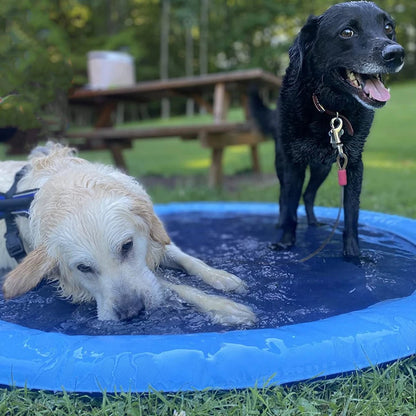 piscine labrador dolden heureux