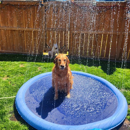 Piscine pour chien fresh summer