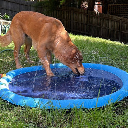 Piscine pour chien