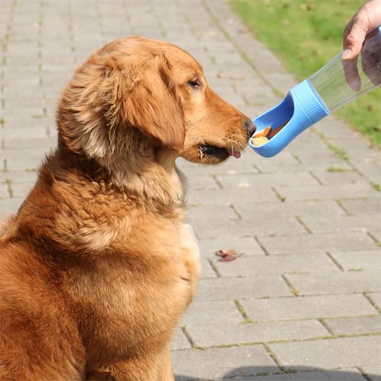 portable Gourde chien bleu
