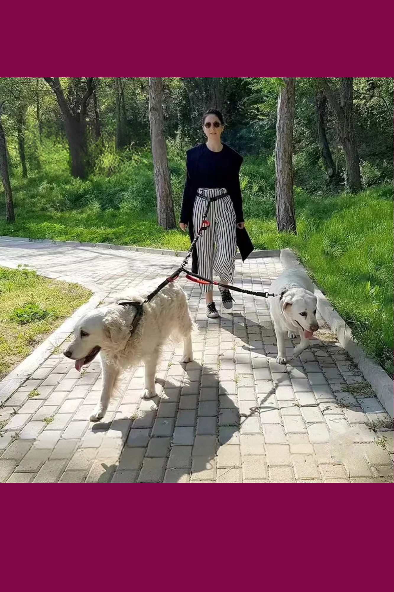 promenade chien longe